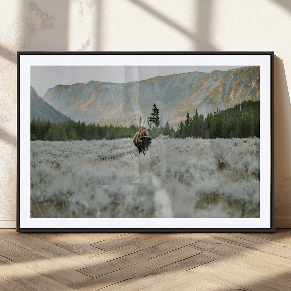 Wild Bison Wall Art Canvas Print, Majestic Mountain Pines and Misty Wilderness
