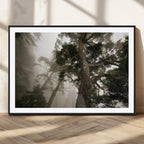 Misty Forest Wall Art Canvas Print, Framed Tall Trees in Foggy Atmosphere