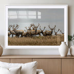 Elk Herd Wall Art Canvas Print, Framed Wildlife Photography Art, Majestic Antlers Rustic Wildlife Decor