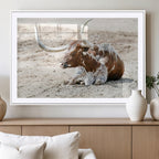 Majestic Longhorn Wall Art Canvas Print, Resting on Sunlit Desert Ground