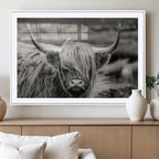 Cow Focus Canvas Wall Art Print