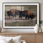 Bison Wall Art Canvas Print, Framed Western Wildlife Modern Ranch
