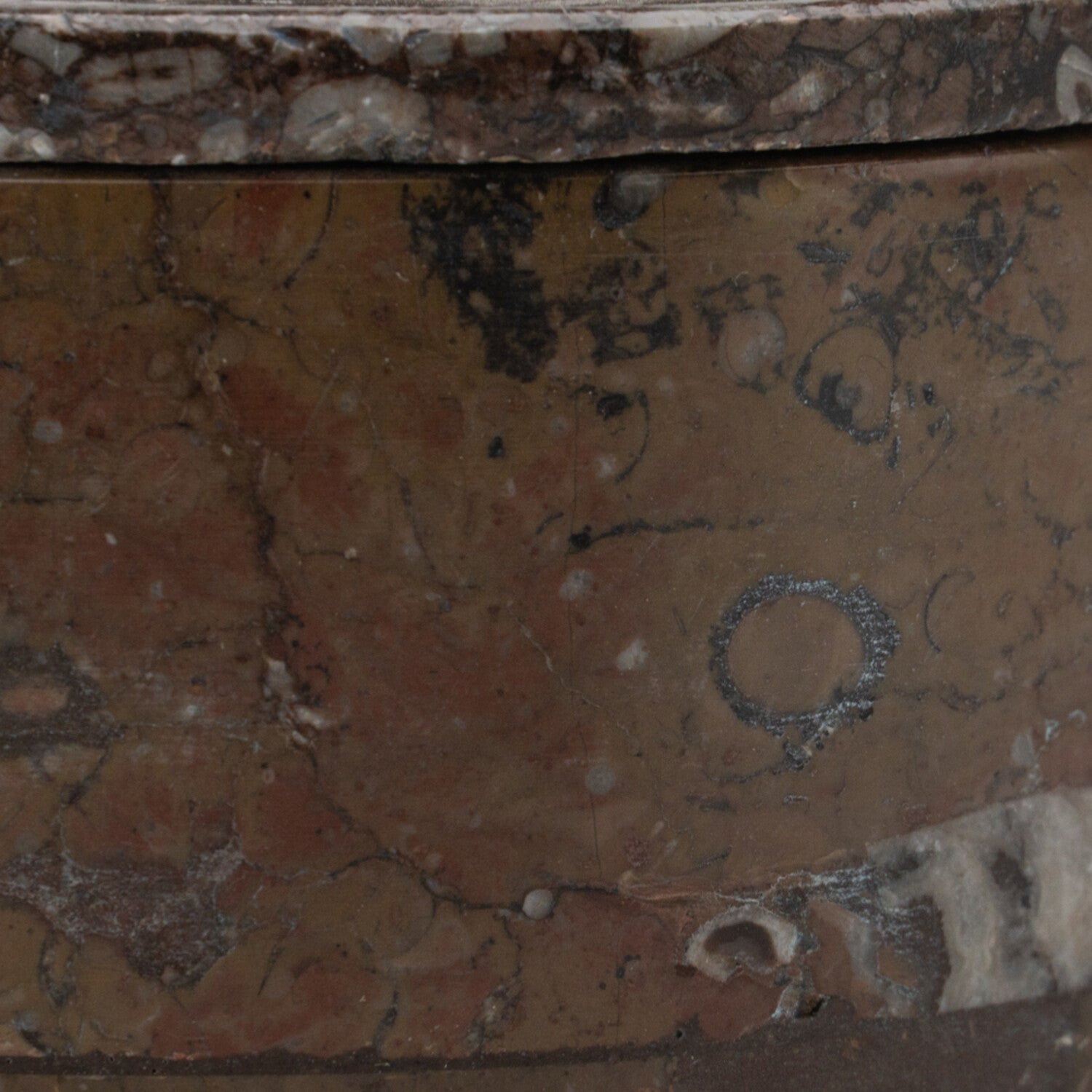 Ammonite and Orthoceras Fossil Round Box
