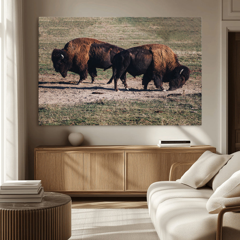 Bison Wall Art Canvas Print, Framed Western Wildlife Modern Ranch