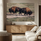 Bison Wall Art Canvas Print, Framed Western Wildlife Modern Ranch
