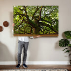 Angel Oak Tree Wall Art Canvas Print | Forest Tree Nature Photography Print