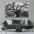 Ancient Oak Wall Art Canvas Print | Gnarled Tree with Twisted Branches