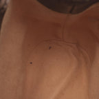 Gucci Ophidia Mini · GG Supreme