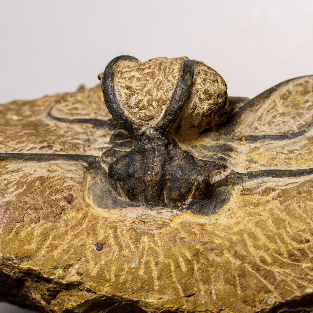 Genuine  Dicranurus Monstrosus Trilobite On Matrix // 2.5 Lbs.