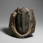 Genuine Drotops Megalomanicus Trilobite On Matrix // 3.3 Lbs.