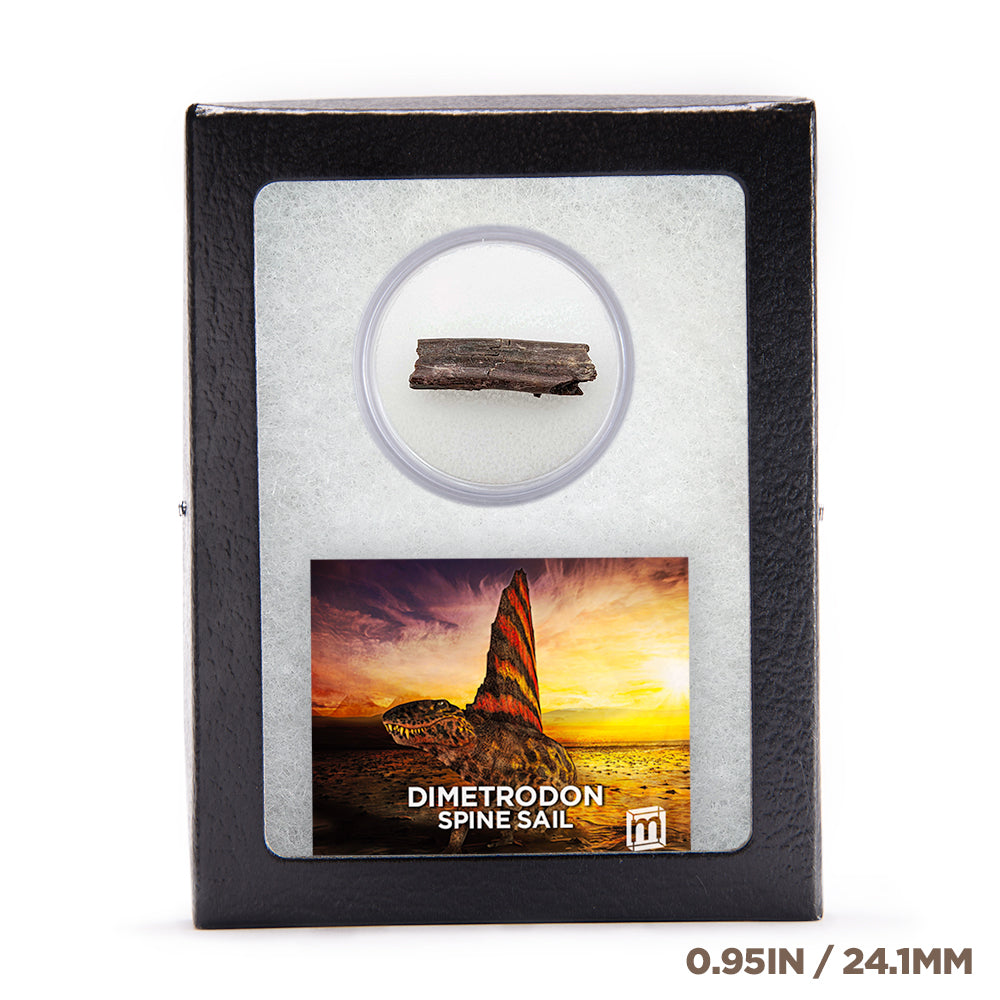 Dimetrodon Spine Sail Fragments
