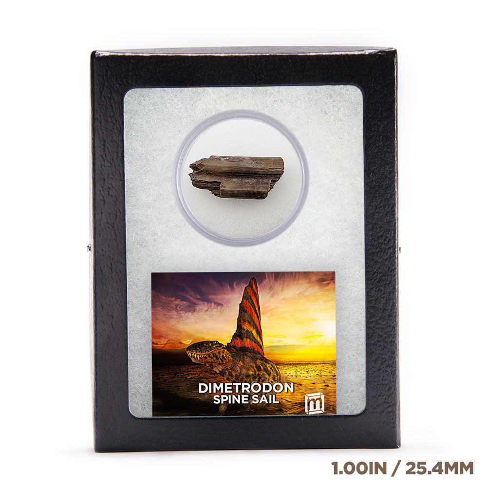 Dimetrodon Spine Sail Fragments