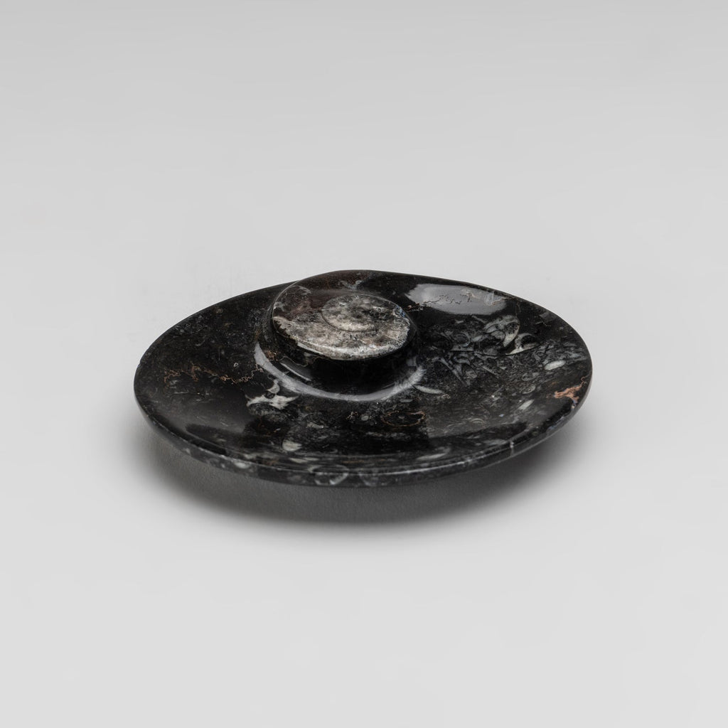 Polished Ammonite and Orthoceras Fossil Oval Plate