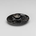 Polished Ammonite and Orthoceras Fossil Oval Plate