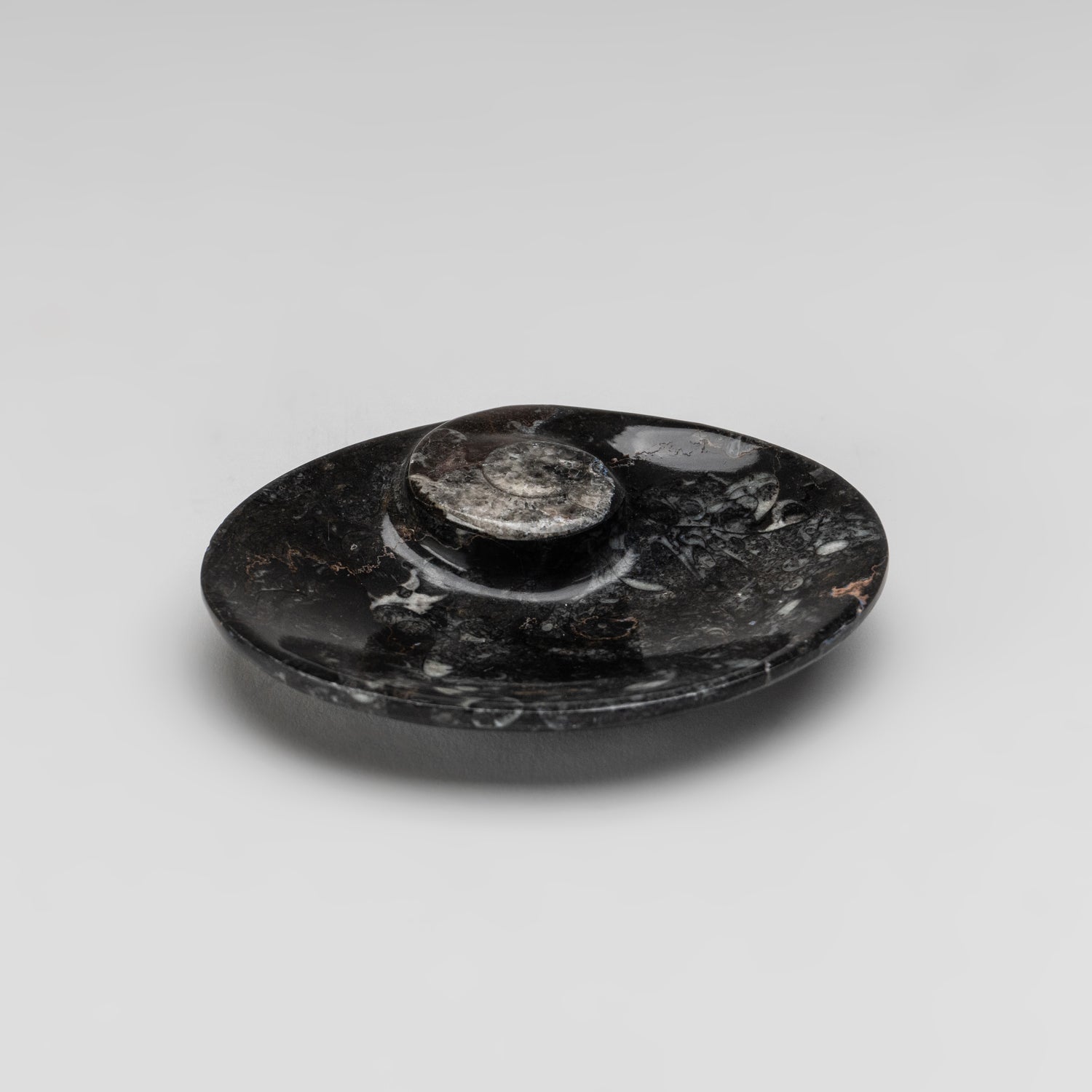 Polished Ammonite and Orthoceras Fossil Oval Plate