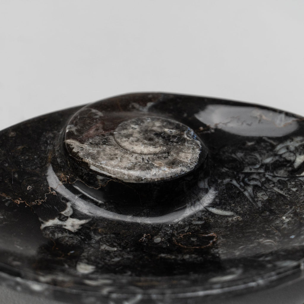 Polished Ammonite and Orthoceras Fossil Oval Plate