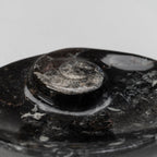 Polished Ammonite and Orthoceras Fossil Oval Plate