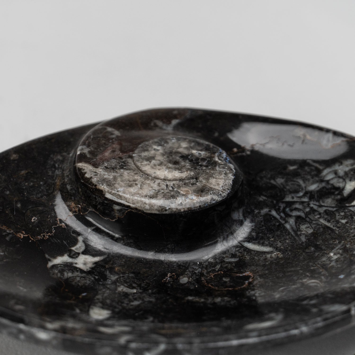 Polished Ammonite and Orthoceras Fossil Oval Plate