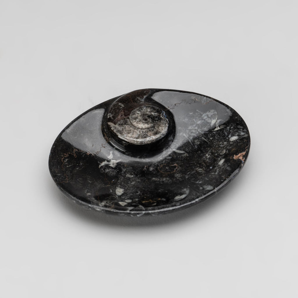 Polished Ammonite and Orthoceras Fossil Oval Plate