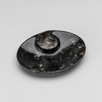 Polished Ammonite and Orthoceras Fossil Oval Plate