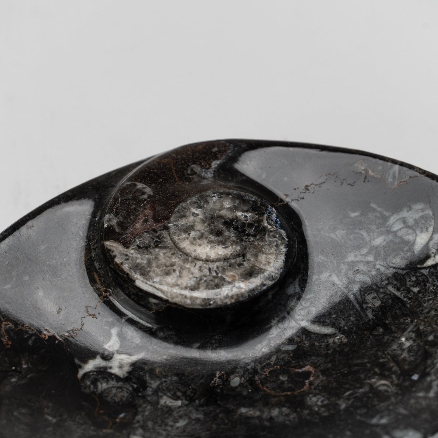 Polished Ammonite and Orthoceras Fossil Oval Plate