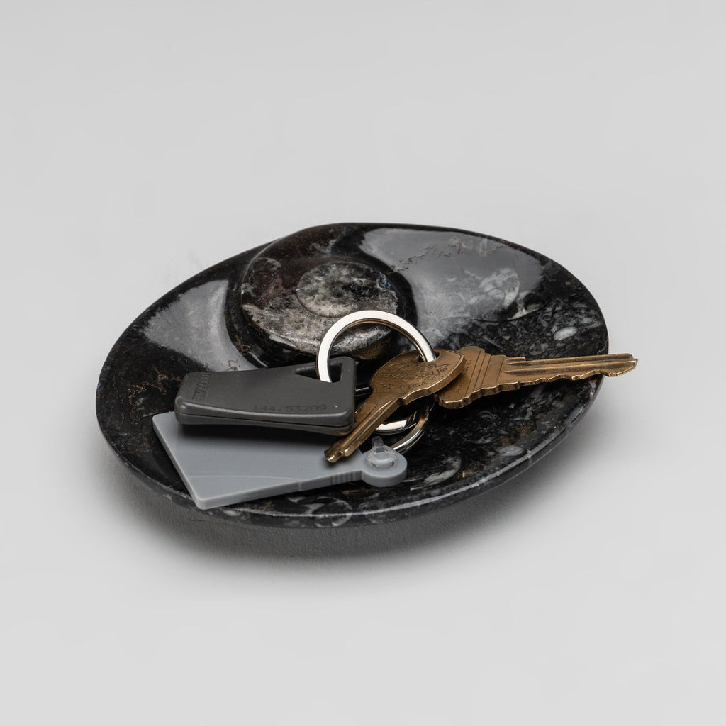 Polished Ammonite and Orthoceras Fossil Oval Plate