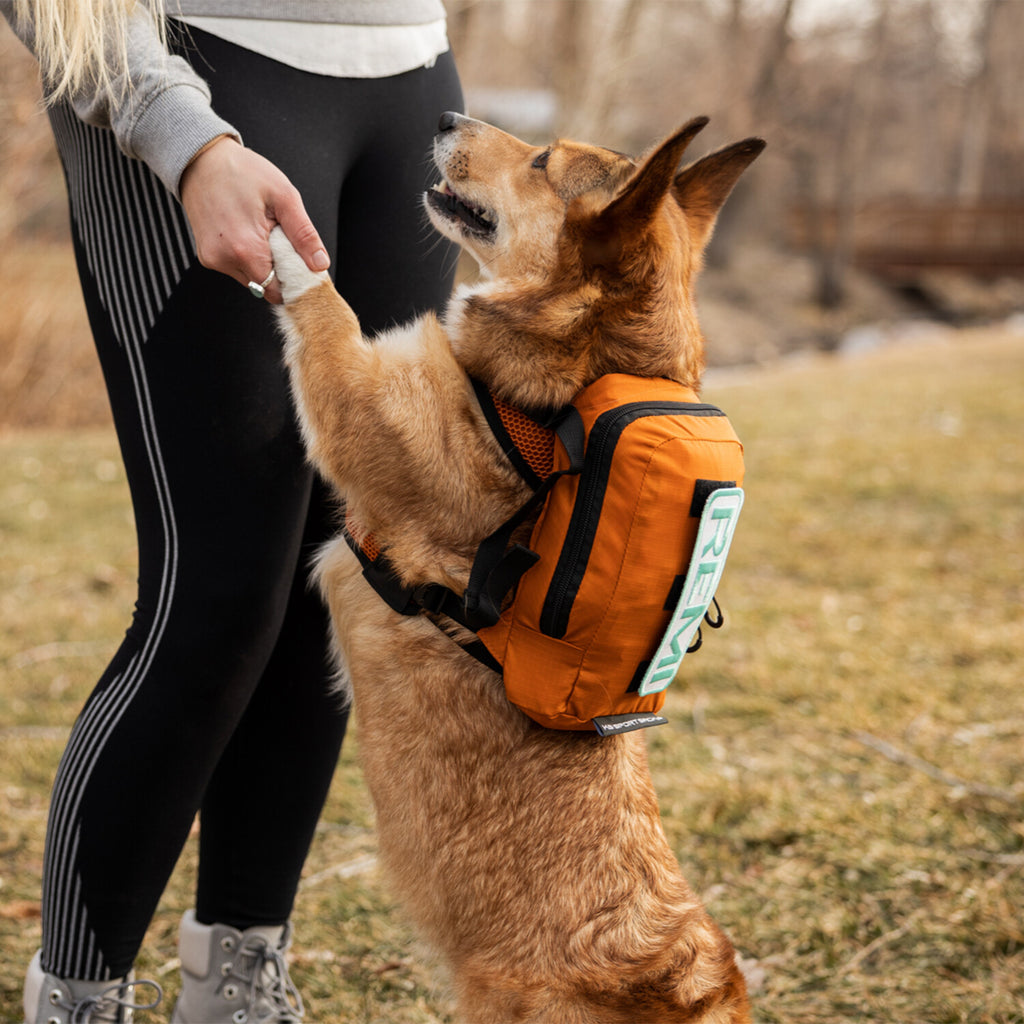 Walk-On with Harness & Storage // Orange