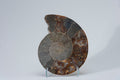 Calcified Ammonite Halve From Madagascar (.7 lbs)