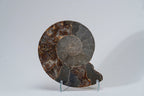 Calcified Ammonite Halve From Madagascar (.7 lbs)