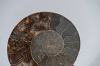 Calcified Ammonite Halve From Madagascar (.7 lbs)
