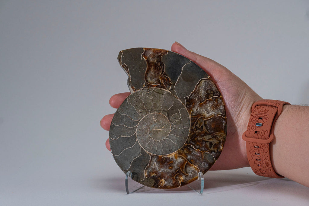 Calcified Ammonite Halve From Madagascar (.7 lbs)