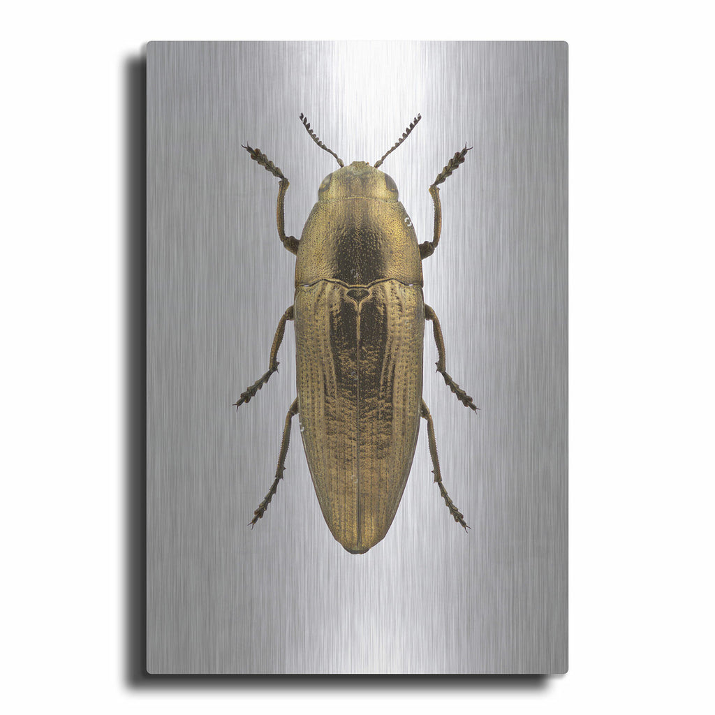 Beetle 4