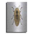 Beetle 4