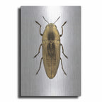 Beetle 4