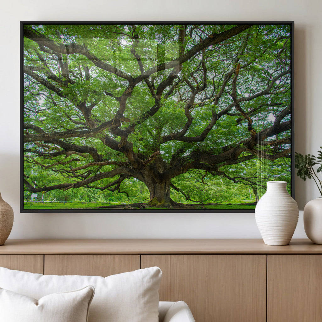 Ancient Tree Wall Art Canvas Print, Framed Sprawling Branches