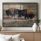 Bison Wall Art Canvas Print, Framed Western Wildlife Modern Ranch