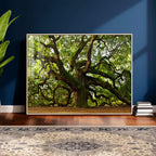 Angel Oak Tree Wall Art Canvas Print | Forest Tree Nature Photography Print