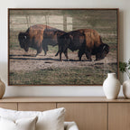Bison Wall Art Canvas Print, Framed Western Wildlife Modern Ranch