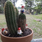 🌱 Mini Naughty Plant Pot Gnomes – 4-Pack of Hilarious Garden Mischief