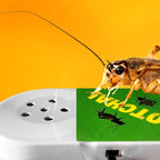 🦗 Crazy Cricket Hidden Chirping Noise Prank Toy