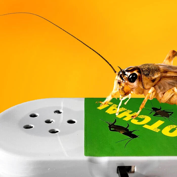 🦗 Crazy Cricket Hidden Chirping Noise Prank Toy