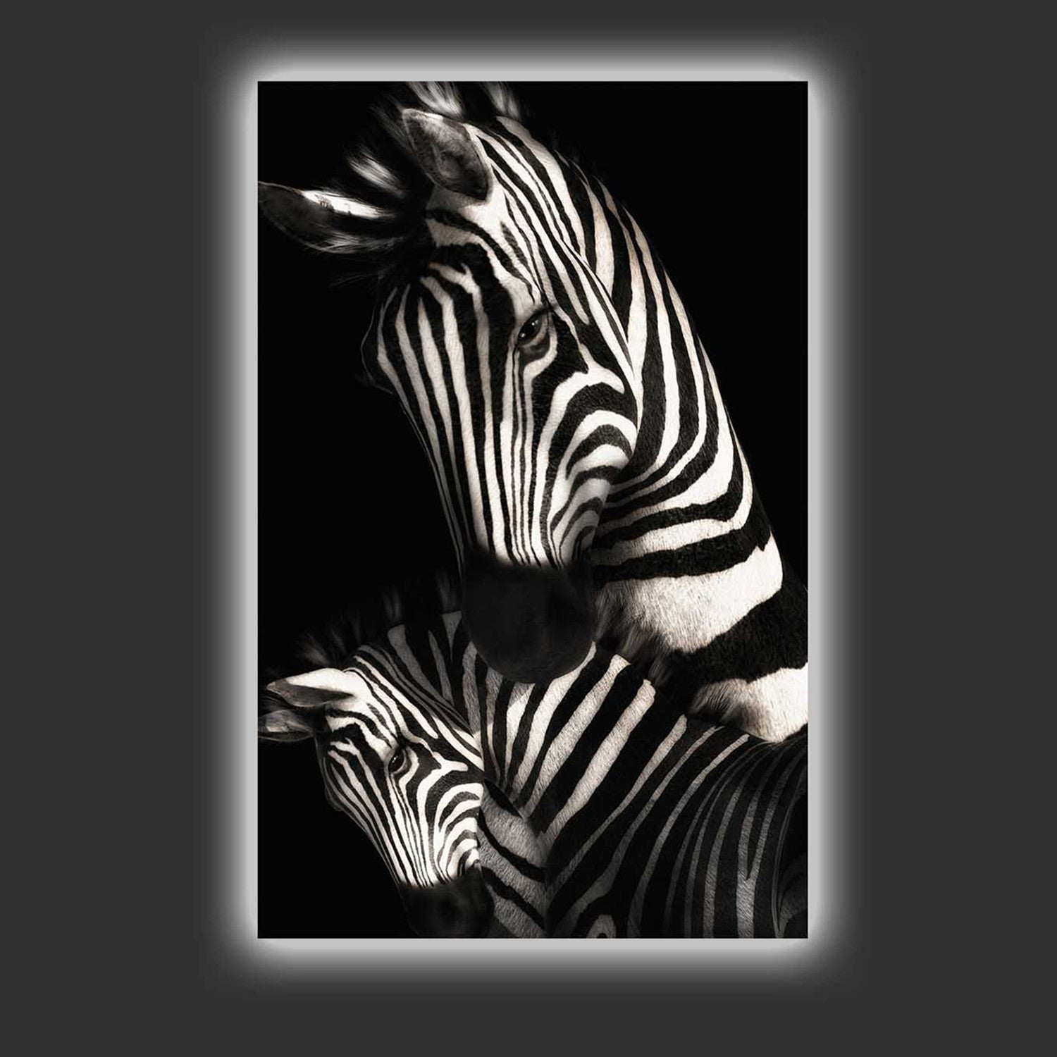 Mother Zebra + Colt