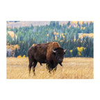 Beautiful Bison