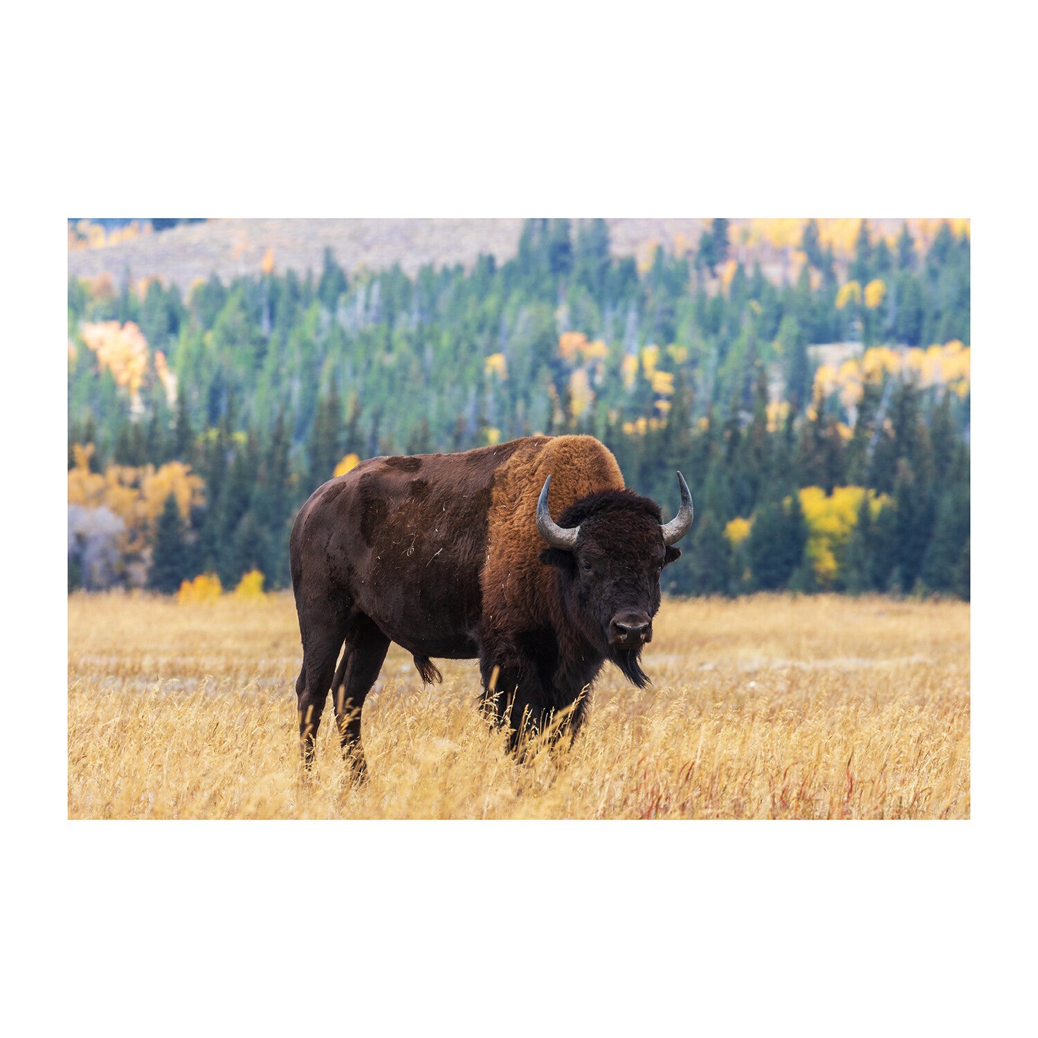 Beautiful Bison