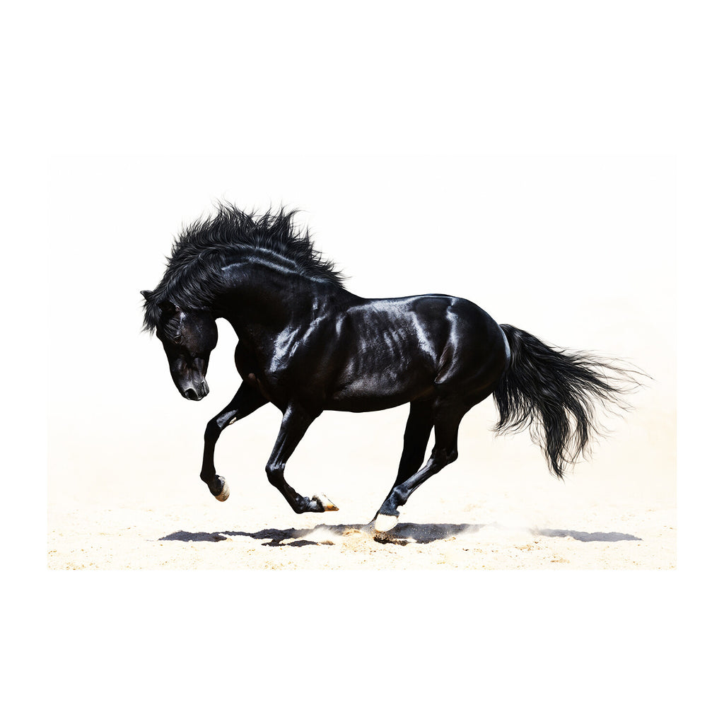 Black Stallion