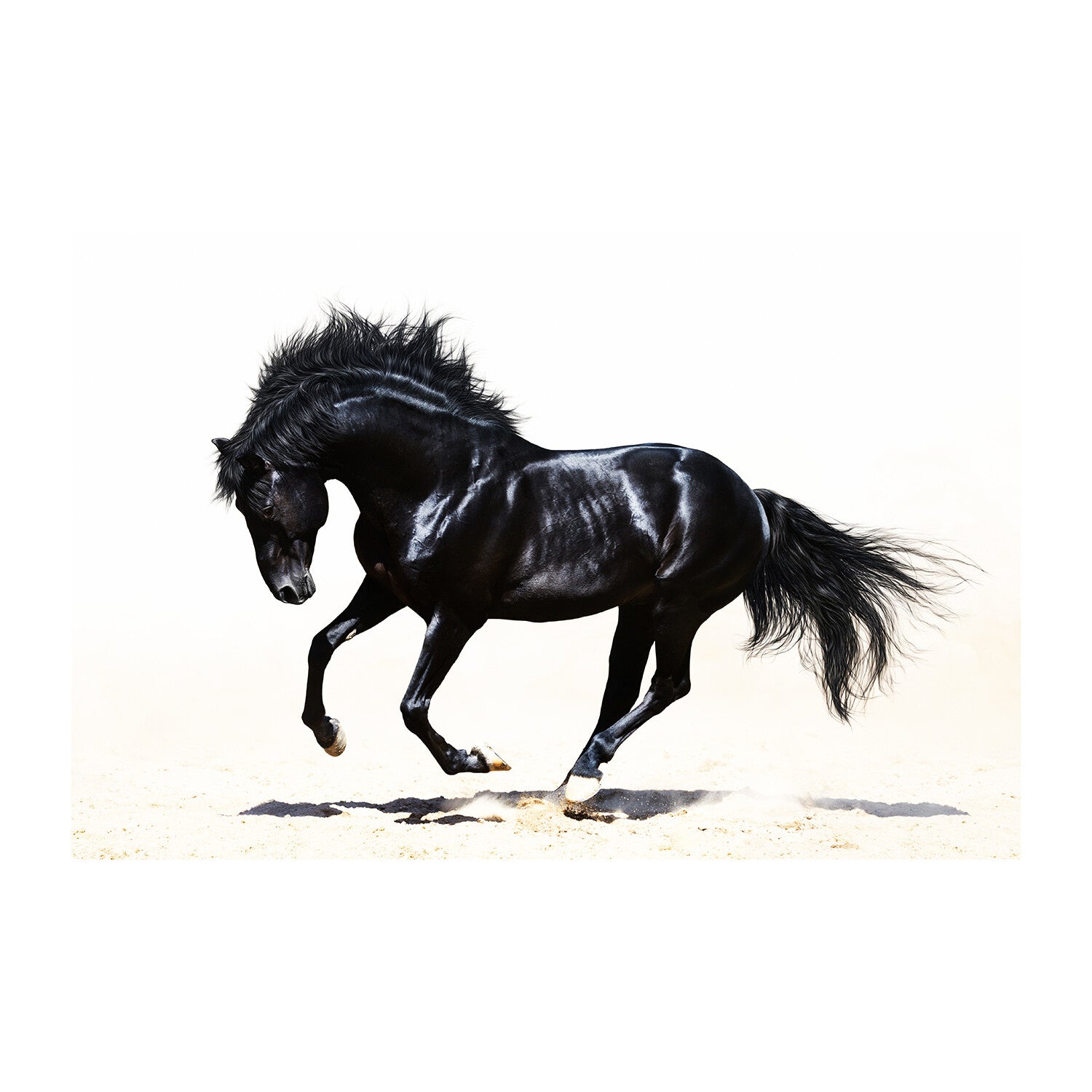 Black Stallion
