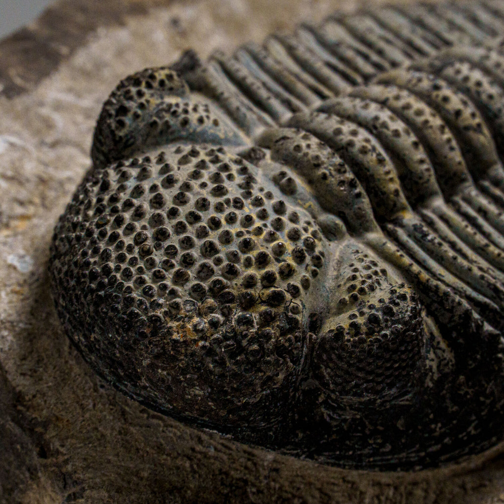 Genuine Drotops Megalomanicus Trilobite On Matrix // 3.3 Lbs.