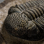 Genuine Drotops Megalomanicus Trilobite On Matrix // 3.3 Lbs.