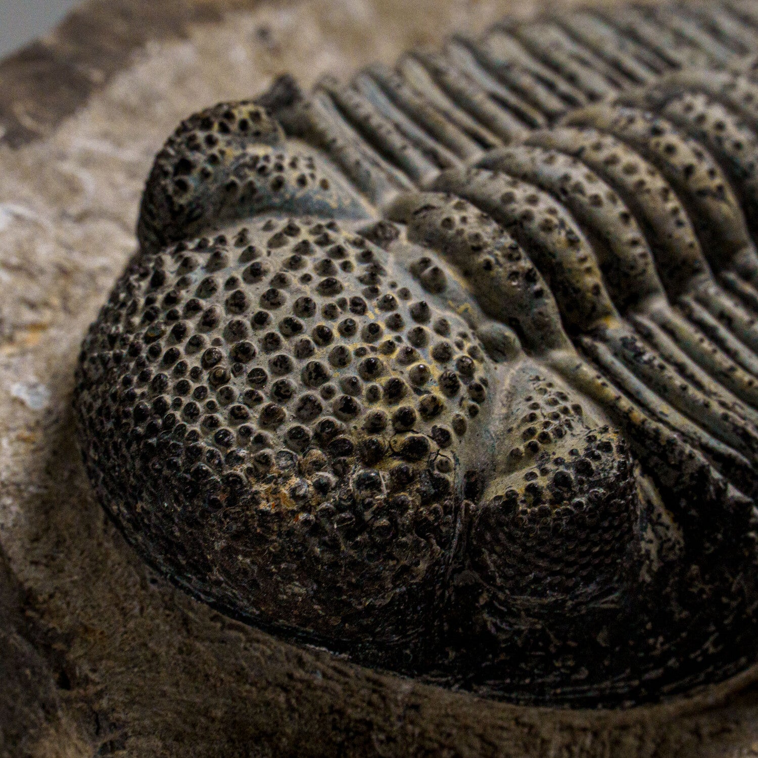 Genuine Drotops Megalomanicus Trilobite On Matrix // 3.3 Lbs.