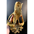 Cave Bear Skull
